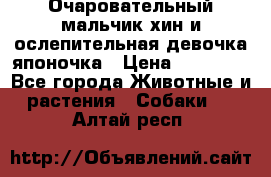 Очаровательный мальчик хин и ослепительная девочка японочка › Цена ­ 16 000 - Все города Животные и растения » Собаки   . Алтай респ.